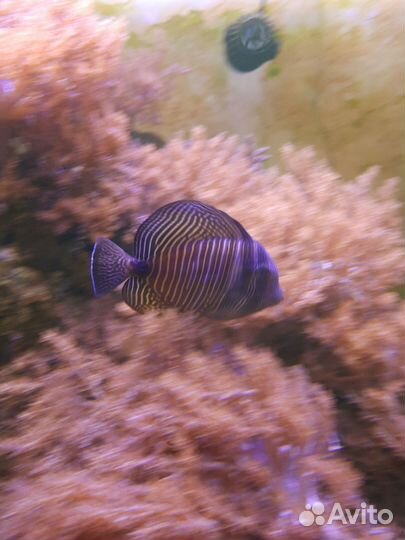 Продам морской аквариум