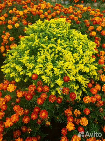 Золотарник (многолетник)