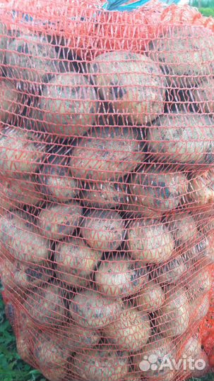 Продам картофель