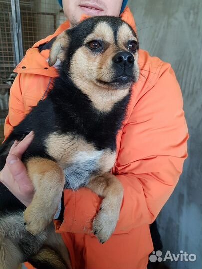 Собака в добрые руки