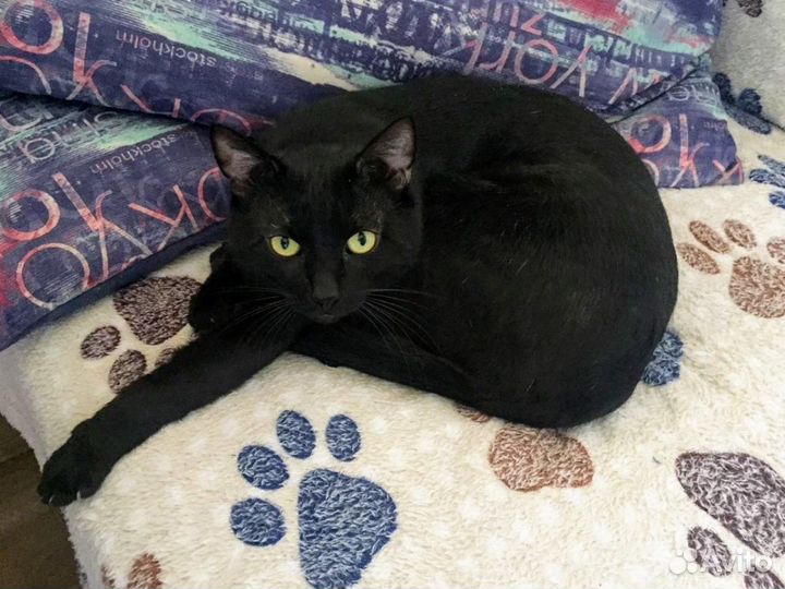 Котик красавчик Рики, кастрирован