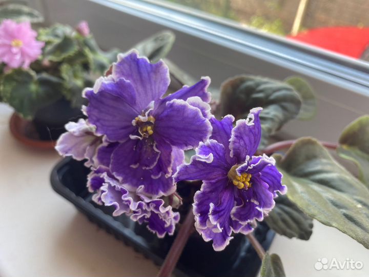 Сортовые фиалки