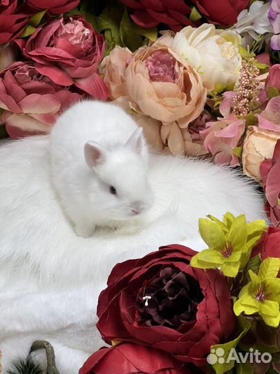 Карлики кролики домашние