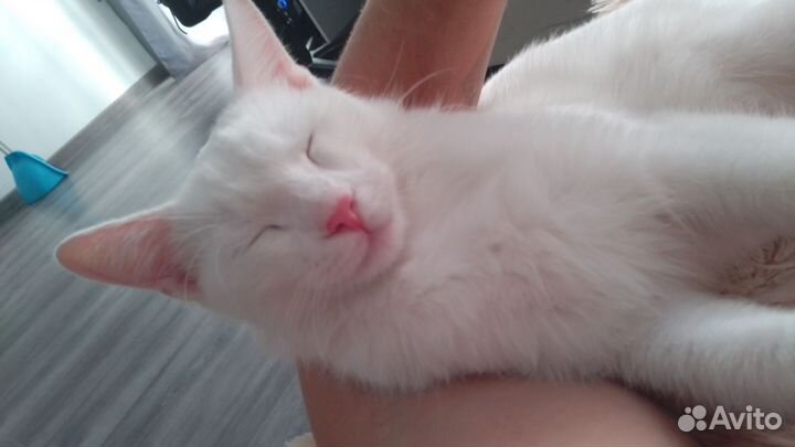 Кот