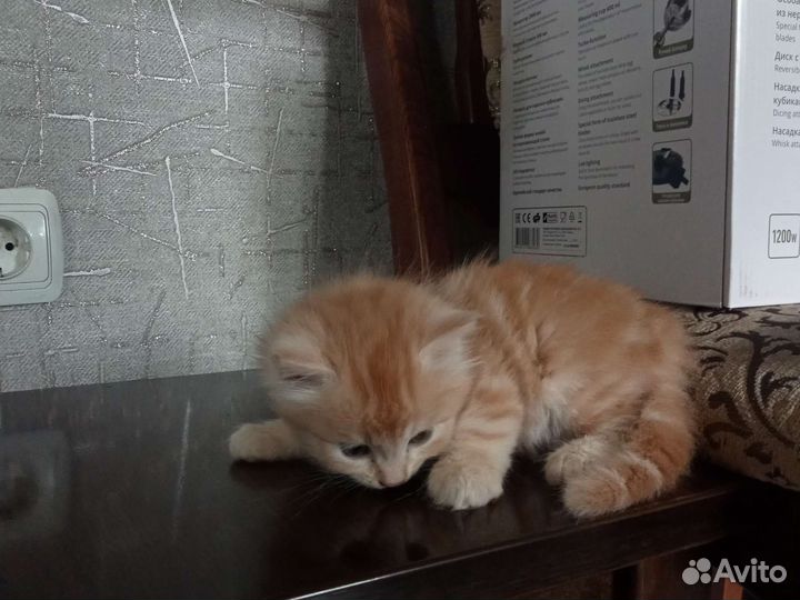 Отдаем в добрые руки