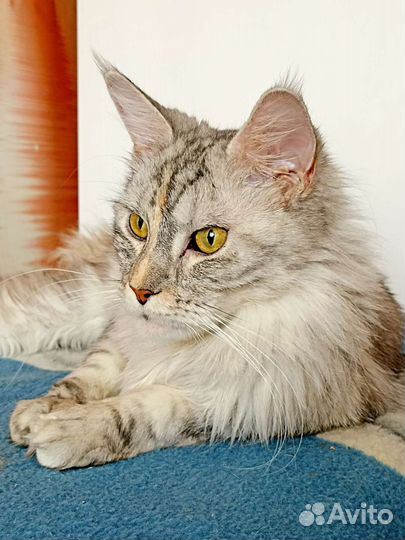 Передержки домашних животных