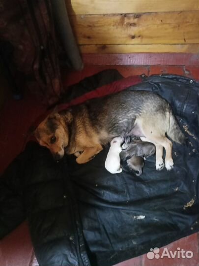 Отдам в добрые руки