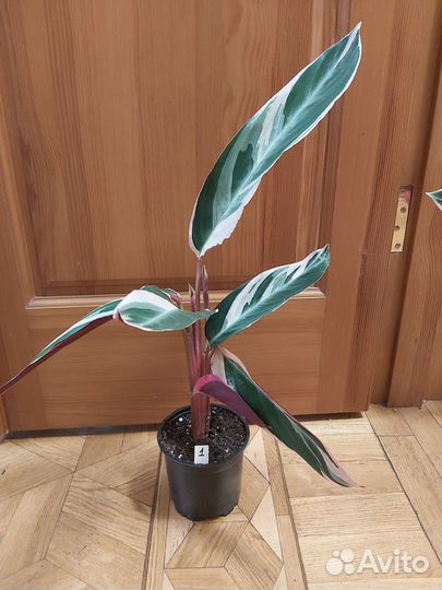 Строманта триостар