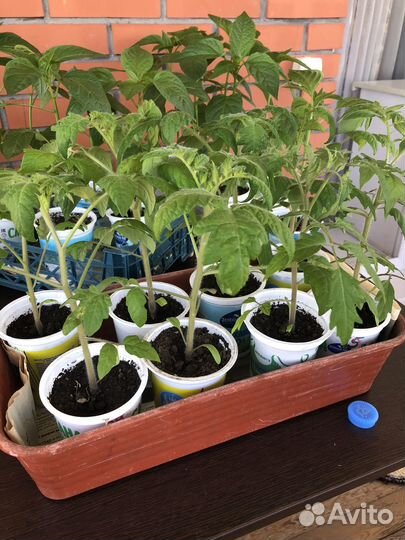 Рассада перцев, помидор
