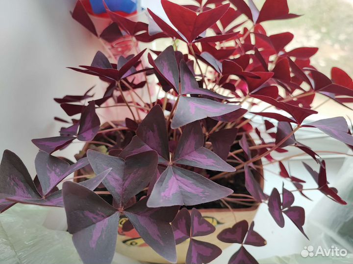 Кислицы-бабочки