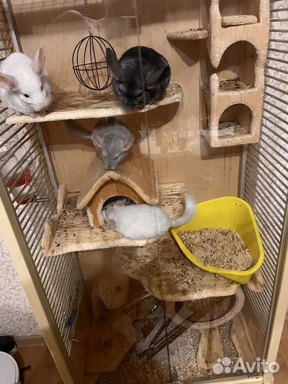 Шиншиллы с клеткой