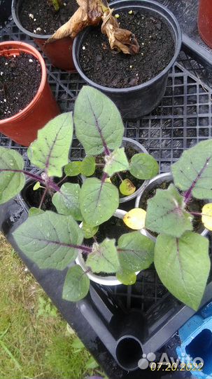 Луло (наранхилья) саженцы