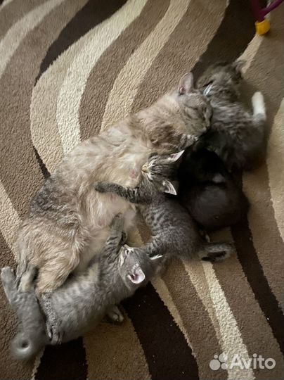 Котята в добрые руки бесплатно