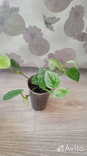 Сциндапсус сильвер энн