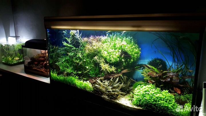 Профессиональное обслуживание аквариумов и террари