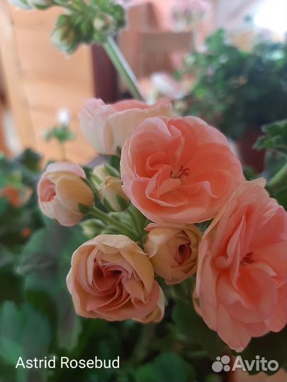 Пеларгония сортовая