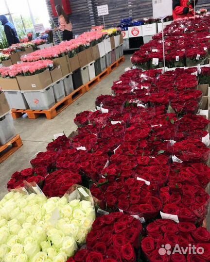 Розы оптом