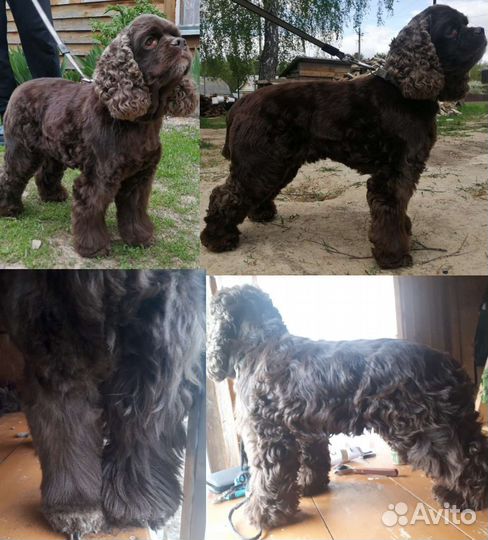 Грумер на дом, стрижка, вычес, тримминг