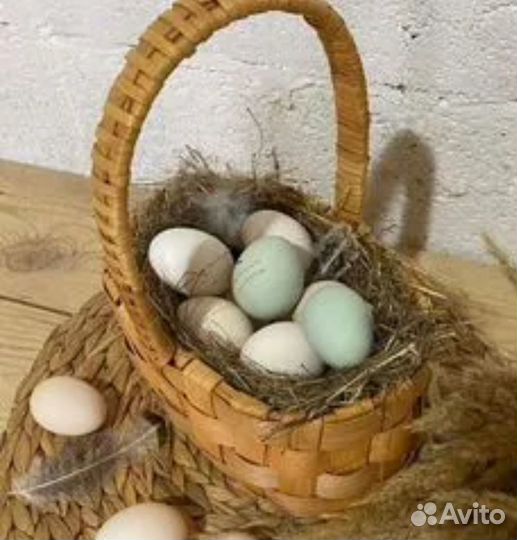 Инкубационное яйцо кур элитных пород: виандот и др