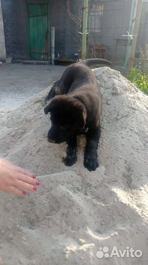 Щенки немецкой овчарки