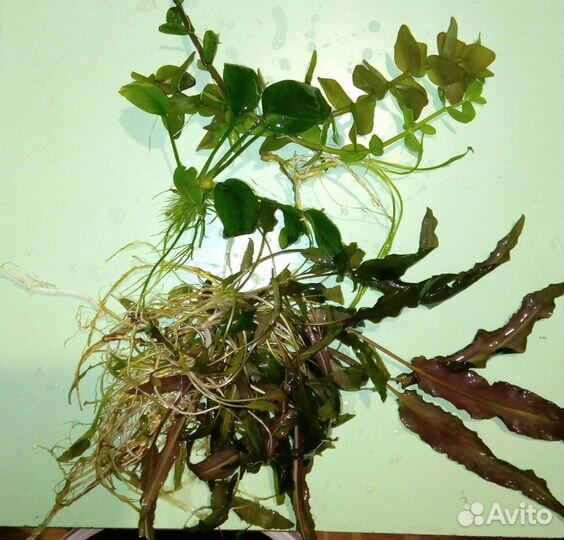 Растения в аквариум