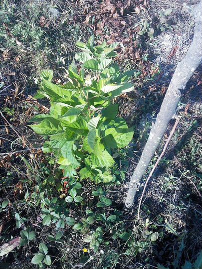 Участок 10 сот. (СНТ, ДНП)