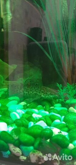 Аквариумные рыбки отдам бесплатно