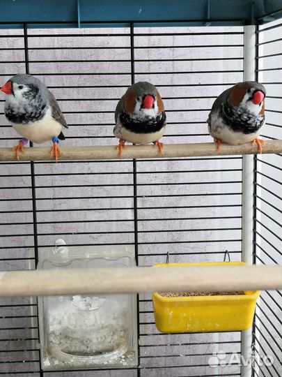 Зебровые амадины