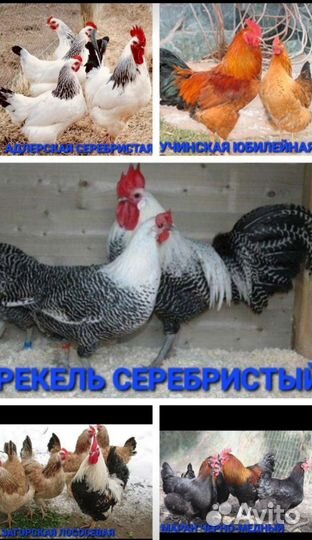 Инкубационное яйцо