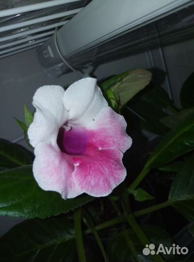 Глоксиния цветущая