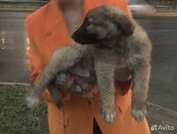 Щенок бесплатно