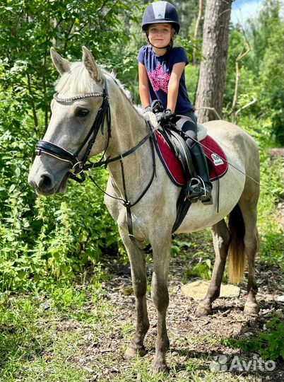 Пони в спорт