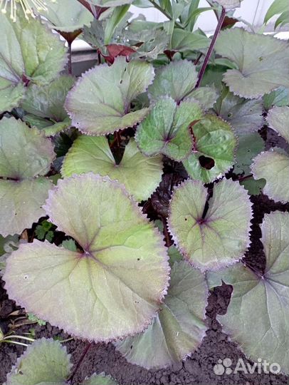 Бузульник. Дармера