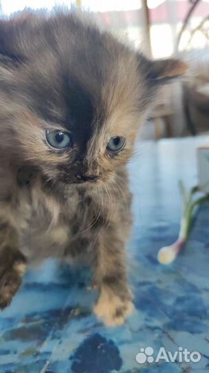 Персидская шиншилла