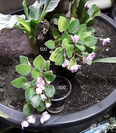 Фиалка ампельная kissaway trail