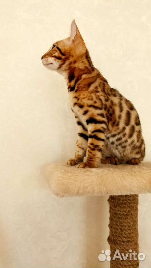 Бенгальский мальчик