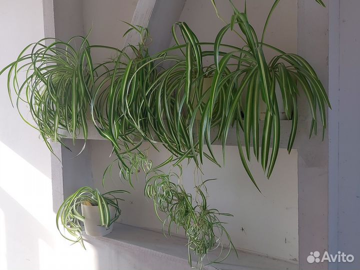 Хлорофитум