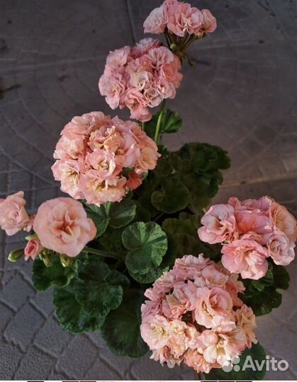 Пеларгония -герань