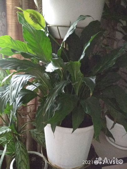 Комнатные цветы много разных