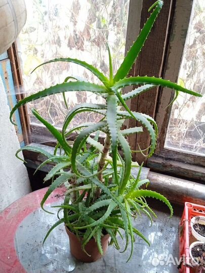 Алоэ столетник