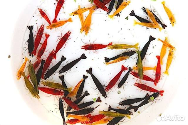 Аквариумные Креветки