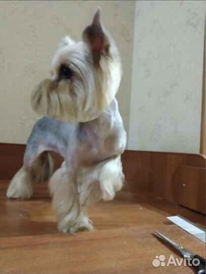 Стрижка Кошек и Собак