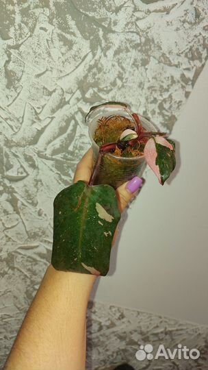 Филадедроны