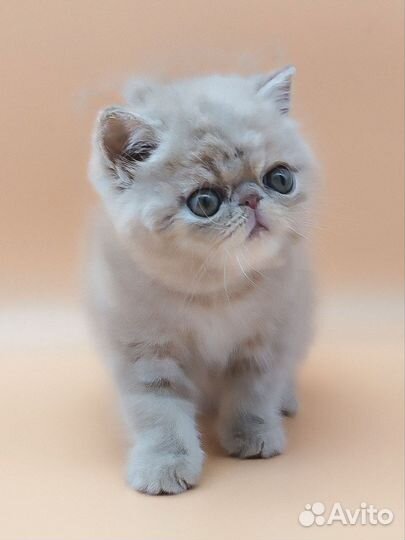Котик экзот резерв