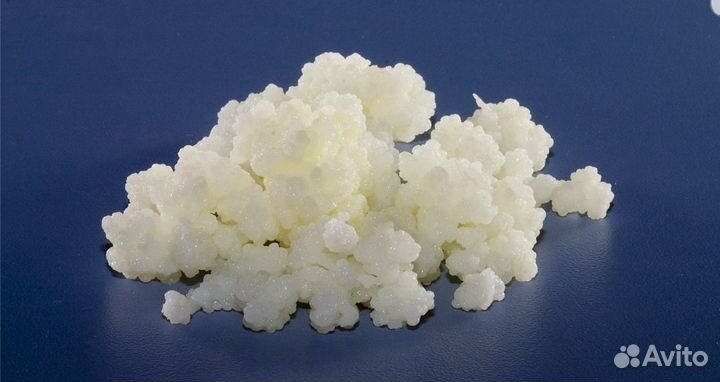 Кефирный тибетский молочный гриб