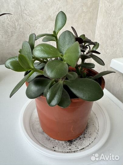 Толстянка крассула овата