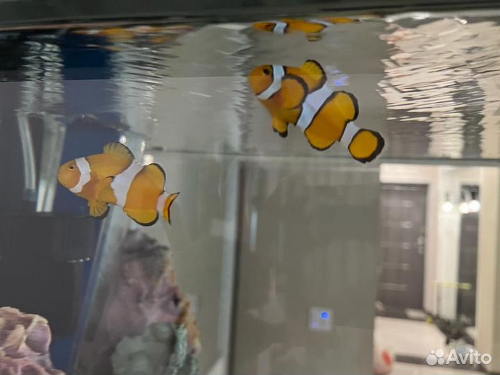 Морские аквариумные рыбки