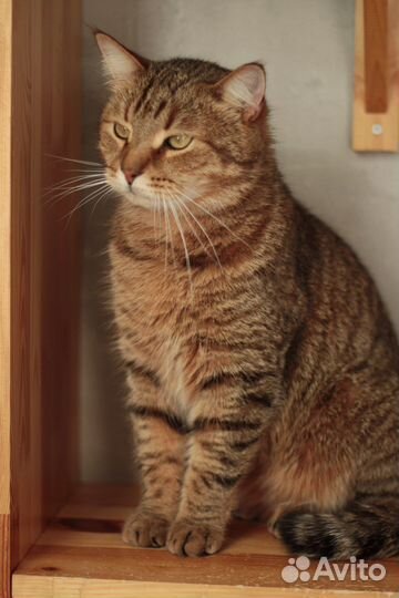 Красавец Мартин в поисках дома