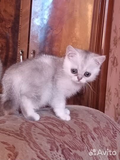 Котята шотландцы