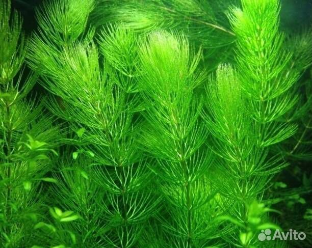 Роголистник